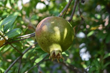 Ağaç dalındaki yapraklar arasında olgunlaşan yeşil nar. Bir yaz gününde genç yeşil nar dalları ile. Çiftçilik ve bahçıvanlık kavramı. Sicilya, İtalya 'da nar ağaçları olan bahçe.