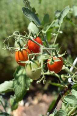 Yaz aylarında toprakta yetişen yeşil ve kırmızı domatesli domates. Çiftçilik ve bahçıvanlık kavramı. Bahçede, evde ya da serada domates yetiştirmek. Kendi sebzelerimi yetiştiriyorum..