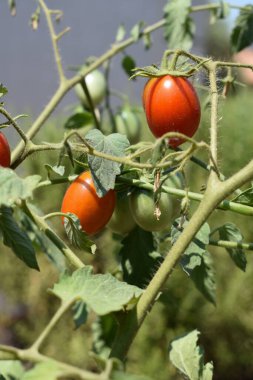Yaz aylarında toprakta yetişen yeşil ve kırmızı domatesli domates. Çiftçilik ve bahçıvanlık kavramı. Bahçede, evde ya da serada domates yetiştirmek. Kendi sebzelerimi yetiştiriyorum..