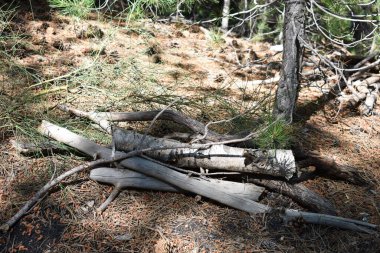 Dal yığını sıcak bir şömine için kullanılmaya hazır. Etna, Sicilya, İtalya. Doğada piknik uykusu. Aktif eğlence ve açık hava. Açık orman geçmişi. Dağlardaki ormanda kamp yapmak.. 