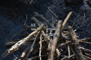 Ormanda çalılarla kamp ateşi yakmak. Ormanda tehlike. Seyahat, turizm, piknik pişirme, kazıkta yemek pişirme. Keşif, araştırma, seyahat ve hayatta kalma kavramı.  