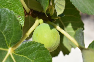 Açık havada taze yeşil meyveleri olan incir ağacı dalı, yakın plan. Çiftçilik ve bahçıvanlık kavramı. İtalya, Sicilya 'da incir ağaçlı bahçe ya da kır evi. Kendi meyvelerimi yetiştiriyorum. Kendi kendine yeten yaşam tarzı.