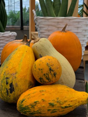 Balkabakları masanın üstünde. Sonbahar Arkaplanı. Şükran Günü ya da Cadılar Bayramı kavramı. Hasat ve dekorasyon. Sonbahar sezonu. Organik çevre dostu yiyecekler, kırsal aile bahçesinden sebzeler..