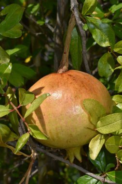 Ağaç dalındaki yaprakların arasında olgunlaşmış nar. Bir sonbahar günü olgunlaşan nar dalıyla. Çiftçilik ve bahçıvanlık kavramı. Sicilya, İtalya 'da nar ağaçları olan bahçe.