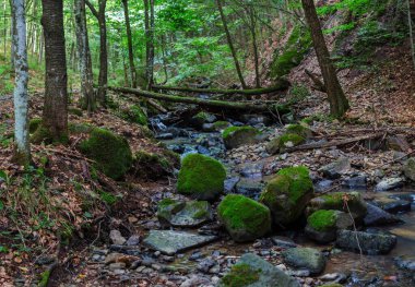 Nehrin karşısındaki kütükler yosunla kaplanmış.