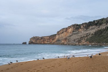 Martılar kumlu bir plaja tünemiş dramatik uçurumlar ve arka planda nazik okyanus dalgaları olan. Seyahat ve doğa temalı projeler için mükemmel huzurlu bir sahil manzarası.