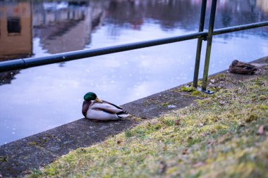 Sakin suların yanındaki nehir kıyısında dinlenen barışçıl bir yaban ördeği. Arka planda binaların yumuşak yansımaları var. Sakin bir şehir ortamında sakin bir vahşi yaşam anı