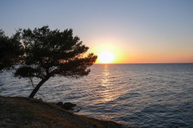 Çarpıcı bir günbatımı dalgalanan dalgalardan yansıyarak okyanus üzerinde altın bir parıltı yayar. Yanlız bir ağaç, canlı gökyüzüne karşı gölgeye doğru eğiliyor.