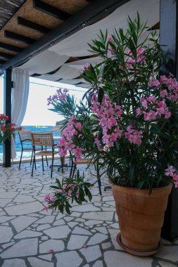 Tam çiçeklenmiş pembe bir zakkum bitkisi olan rahat bir deniz kenarı terası. Sahne ahşap kirişler, akan beyaz perdeler ve sakin bir sahil ortamı yaratan taş bir zemin tarafından çerçeveleniyor..