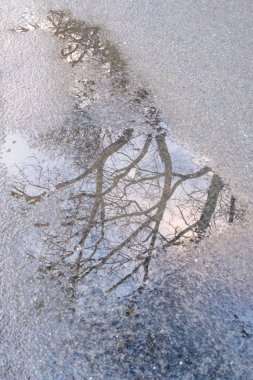 İlkbaharın başlarında ıslak bir yüzeydeki su birikintisinde yapraksız ağaç dallarının yansıması. Yakın çekim..