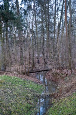Dar bir orman deresi, doğal bir köprü görevi gören devrilmiş bir ağaçla birlikte ilkbahar ormanlarının içinden akıyor. Huzurlu bir doğa sahnesi.