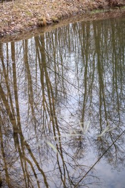 Durgun su yüzeyindeki yapraksız ağaçların huzurlu bir yansıması. Karmaşık dallar doğal bir soyut model oluşturuyor. Hafifçe eğimli bir açıyla yakalandı..