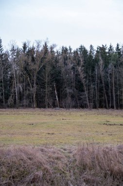 Bitmeyen yeşil ve çıplak ağaçların karışımı ile sık bir ormana giden çimenli bir tarlanın yer aldığı sessiz doğal bir manzara. Açık alanla ormanlık arasındaki zıtlık kompozisyona derinlik katar..