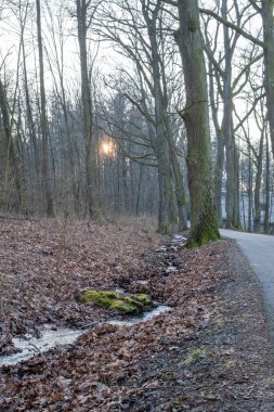 Dar bir dere kısmen buz rüzgarlarıyla kaplı yaprak yüklü bir orman zemininde, sessiz bir yolun kıvrımını takip ediyor. Altın sabah güneşi uzun, çıplak ağaçların arasından bakıyor, yumuşak bir parıltı yayıyor.