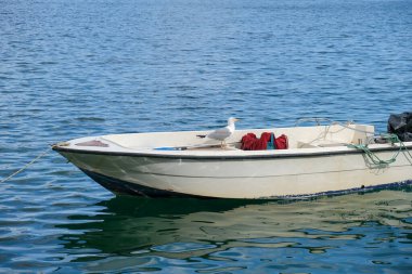 Sakin denizde yüzen bir teknede duran martı, yakın çekim..