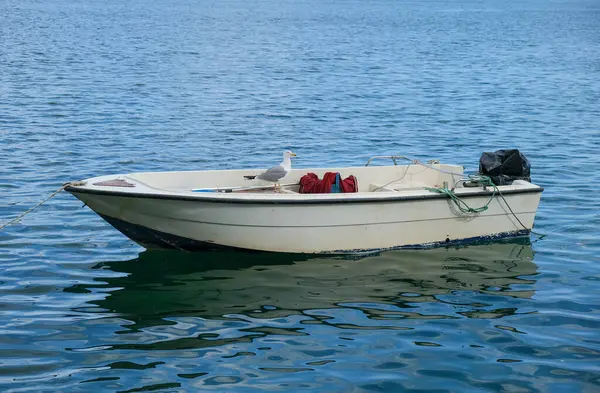 Sakin denizde yüzen bir teknede duran martı, yakın çekim..