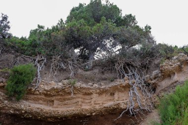Sahilin yukarısındaki aşınmış kumlu kayalıklarda çam ağacı kökleri.
