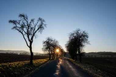 Yapraksız ağaçların ve ufukta yükselen güneşin olduğu kırsal yol manzarası