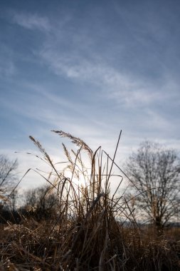 Alçak güneş ve alçak açılı ağaçların yumuşak arka plan ışıklarıyla bir tarlada kuru yabani otların yakın çekimi, alçak açı
