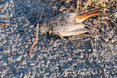 Gün ışığında asfalt yolda gri ve turuncu tüyleri olan küçük ölü bir kuşun yakın çekimi.