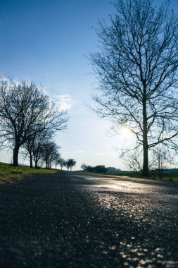 Islak asfalt yolun alçak açısı ilkbaharın başında yol kenarında çıplak ağaçlarla güneş ışığını yansıtıyor.