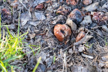 Çürümüş elmaların yakın plan doğal ortamdaki kuru yapraklar ve çimenlerin arasında yatması.