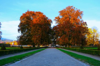 Büyük kırmızı-turuncu sonbahar ağaçları ve açık mavi gökyüzünün altında yeşil çimenler tarafından çerçevelenmiş düz bir park yolu..