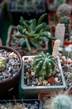 Tenceredeki küçük kaktüsler. Sıraya dizilmiş birkaç kaktüs ve sulu su var. Kaktüslere yakın çekim. Fotoğraftaki kaktüsün adı Matucano Polzii.
