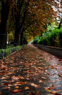 Yağmurdan sonra şehir parkı. Uzaklara doğru yürüme yolu. Sarı kestane ağaçları ve yeşil selvi ağaçları.