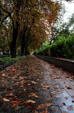 Şehir parkındaki koyu taşlarla döşenmiş bir yol. Kestane ağaçları ve yeşil selvi ağaçları büyür. Yağmur yağdı. Sonbahar geldi. Sarı yapraklar yolda yatıyor.