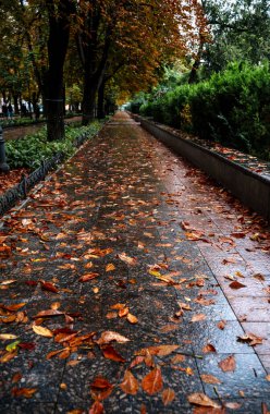 Şehirde büyük bir ağaç. Kaliteli bir fotoğraf, şehir parkında koyu taştan fayanslarla döşenmiş bir yol. Kestane ağaçları büyür. Sonbahar geldi. Sarı yapraklar yolda yatıyor.