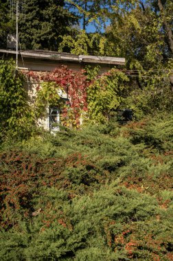 Ormanda büyük bir ağaç. Yüksek kalite fotoğraf. Yeşilliklerin arasında beyaz bir ev. ardıç, selvi, kırmızı böğürtlen ve sarmaşık evin önünde yetişir.