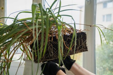 Klorophytum köklerini ve yapraklarını birleştirir. Tesisi nakil sürecinde görüyoruz. Yeşil ve sarı yaprakları var. Kökler yakından görülüyor. Fabrika el ele tutuştu.