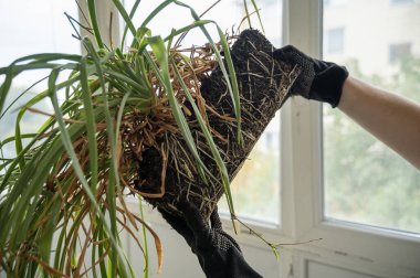 Klorophytum köklerini ve yapraklarını birleştirir. Evde bitki nakli yapmak. Bitkinin büyük bir kök sistemi var. Tüm kök sistemini ve yeşil ve kuru yaprakları görebilirsiniz. dikdörtgen biçimli bitki