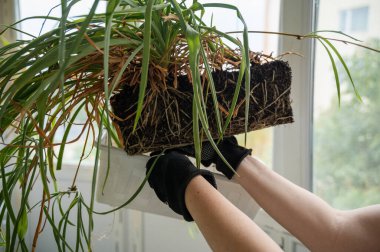 Klorophytum köklerini ve yapraklarını birleştirir. Evde bitki nakli yapmak. Bitkinin büyük bir kök sistemi var. Bitkinin yeşil ve kuru yaprakları var. Dikdörtgen şeklinde bir bitki nakli gerekiyor.