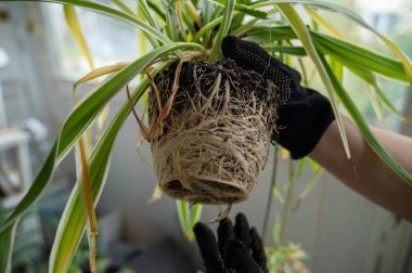 Klorofilyum, kök sistemini yakınlaştırır. Toprak açık renkli olmadan klorofilyum kök sistemi. Toprağa nakledilmeden önce bitkinin geniş ve kalın köklerini görürüz.