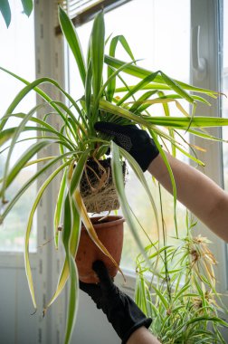 Klorophytum köklerini ve yapraklarını birleştirir. Bitki saksıdan çıkarıldı ve yenisine ekildi. Tüm bitki sistemi ve kök sistemi ve yeşil ve sarı yaprakları görülebilir.
