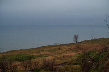 Denizin üzerinde sisli deniz manzarası. Kara ve deniz ufku görülebilir. Uçurumun tepesinde yalnız bir ağaç olan minimalist manzara..