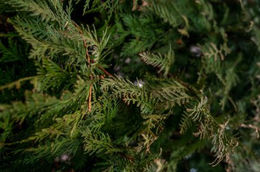 Bir ağacın yanında bir grup palmiye ağacı. Yüksek kalite fotoğraf, yeşil dallar. Fotoğrafın yatay yönelimi var.
