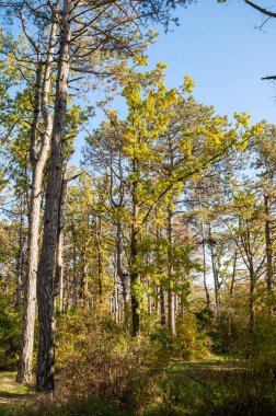 Ormanda bir ağaç. Yüksek kaliteli fotoğraf, ağaçların etrafındaki çam ormanı. Çam ağaçları uzundur. Güneş parlıyor ve ağaçların gölgesi yere düşüyor.