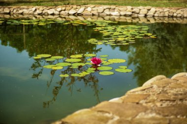 blooming pink lotus and green leaves around. brightly colored lotus grows in water, green lotus leaves float around the flower in the pond, natural stone barrier around the pond clipart