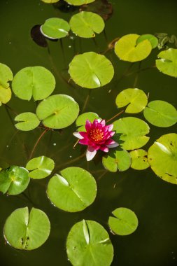 Çiçekli pembe nilüfer çiçekleri ve yeşil yapraklar. Parlak renkli nilüfer çiçekleri suda yetişir, yeşil nilüfer yaprakları havuzun etrafında yüzer. Yukarıdan çekilmiş bir fotoğraf, yakından çekilmiş bir çiçek.