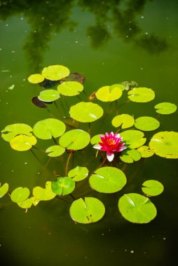 Çiçekli pembe nilüfer çiçekleri ve yeşil yapraklar. Suyun içinde parlak renkli bir nilüfer çiçeği yetişir, yeşil nilüfer yaprakları göletin etrafında yüzer, suyun yeşilimsi bir rengi vardır..