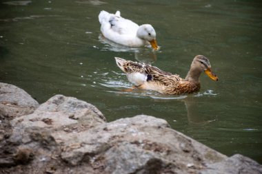 Two ducks are swimming on the water of a pond. One duck is grey, the other one has white plumage. in the foreground of the pond there are large stones clipart