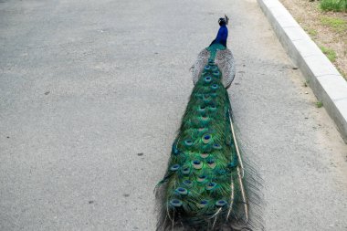 Parlak bir erkek tavus kuşu kuyruğu katlanmış olarak yol boyunca yürür. Parlak tüylerini, parlak mavi tüylerini ve başındaki bir armayı gösteriyor.