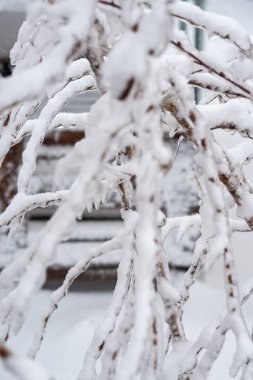 snow and frost on tree branches. snow close-up. icy tree in winter. vertical photo. branches covered with frost clipart