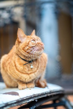 red tabby cat with ribbon and shiny decoration on neck. cat sits on snow outside, close-up of cats face, he looks at sky clipart