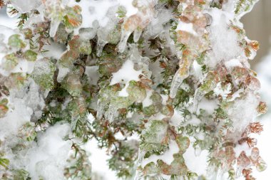 tree branches covered with frost, ice on a winter day, close-up. thick layer of ice on a tree. icing on trees. icicles and snow on pine needles clipart