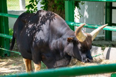 a huge black buffalo with big horns is eating grass. its horns are grey, it is chewing hay. it is standing in the sun on a sunny day clipart