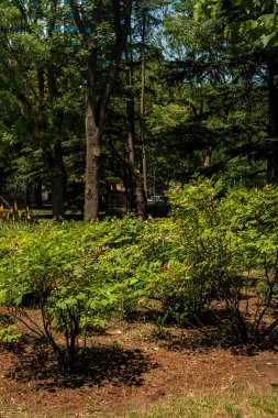 Deciduous bushes against the background of a pine forest. Bright sunny day. Alley of bushes clipart